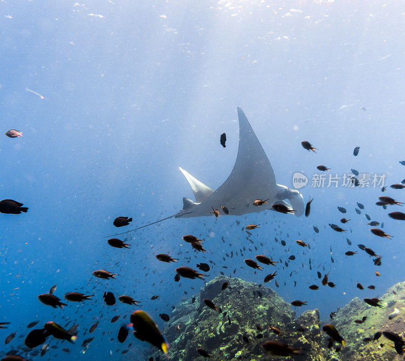 海洋蝠鲼(Manta birostris)游过清洁站。在世界自然保护联盟的红色名单中，这些优雅的动物正在成为野外罕见的景象。